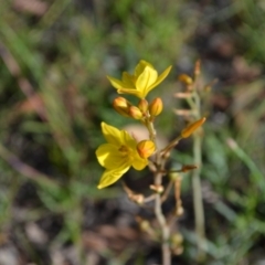 Bulbine bulbosa at Yass River, NSW - 31 Oct 2020