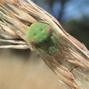 Araneus circulissparsus (species group) at Cook, ACT - 10 Jan 2021