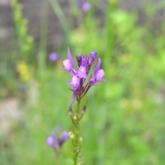 Linaria pelisseriana (Pelisser's Toadflax) at Yass River, NSW by 120Acres