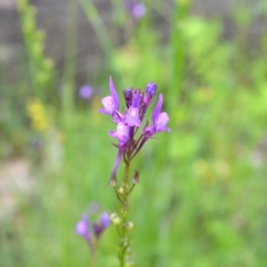 Linaria pelisseriana at Yass River, NSW - 3 Nov 2020