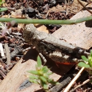 Austroicetes sp. (genus) at Cooma, NSW - 10 Jan 2021