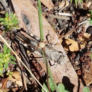 Austroicetes sp. (genus) at Cooma, NSW - 10 Jan 2021