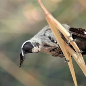 Pinara undescribed species near divisa at Cook, ACT - 10 Jan 2021 09:42 AM