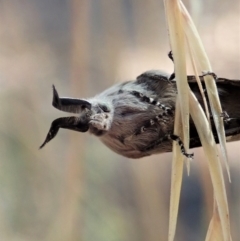 Pinara undescribed species near divisa at Cook, ACT - 10 Jan 2021