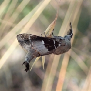 Pinara undescribed species near divisa at Cook, ACT - 10 Jan 2021