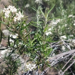 Ozothamnus conditus at Cooma, NSW - 10 Jan 2021 02:15 PM