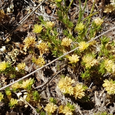 Scleranthus diander (Many-flowered Knawel) at Cooma, NSW - 10 Jan 2021 by tpreston