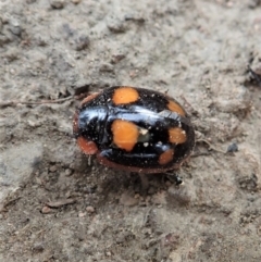 Paropsisterna beata (Blessed Leaf Beetle) at Cook, ACT - 7 Jan 2021 by CathB