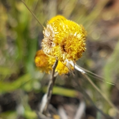 Chrysocephalum apiculatum (Common Everlasting) at Cooma, NSW - 10 Jan 2021 by tpreston