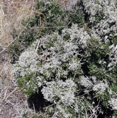 Melicytus angustifolius subsp. divaricatus (Divaricate Tree Violet) at Cooma, NSW - 10 Jan 2021 by tpreston