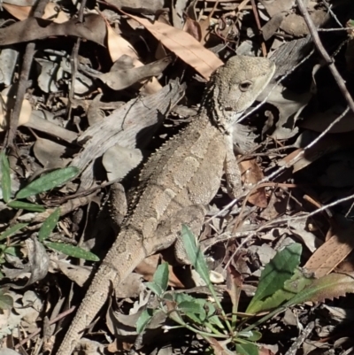 Amphibolurus muricatus (Jacky Lizard) at Aranda Bushland - 8 Jan 2021 by CathB
