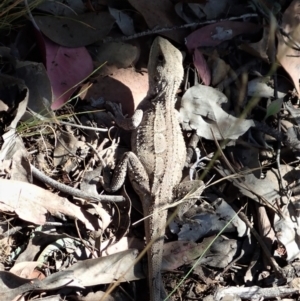 Amphibolurus muricatus at Holt, ACT - 8 Jan 2021 04:21 PM