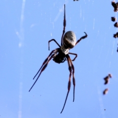 Trichonephila edulis (Golden orb weaver) at Wodonga, VIC - 9 Jan 2021 by Kyliegw