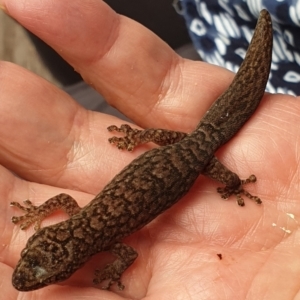 Christinus marmoratus at Cook, ACT - suppressed