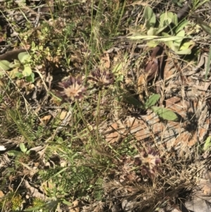 Oreomyrrhis eriopoda at Mount Clear, ACT - 10 Jan 2021 10:12 AM