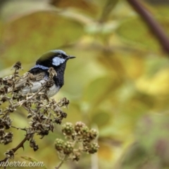 Malurus cyaneus (Superb Fairywren) at Denman Prospect, ACT - 1 Jan 2021 by BIrdsinCanberra