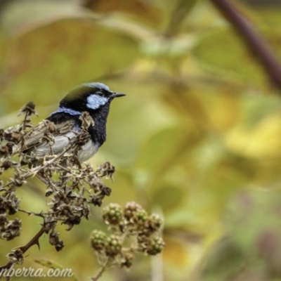 Malurus cyaneus (Superb Fairywren) at Denman Prospect, ACT - 2 Jan 2021 by JonSteinbeck