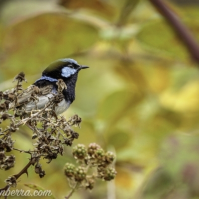 Malurus cyaneus (Superb Fairywren) at Denman Prospect, ACT - 1 Jan 2021 by BIrdsinCanberra