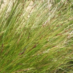 Nassella trichotoma (Serrated Tussock) at Nangus, NSW - 9 Nov 2010 by abread111