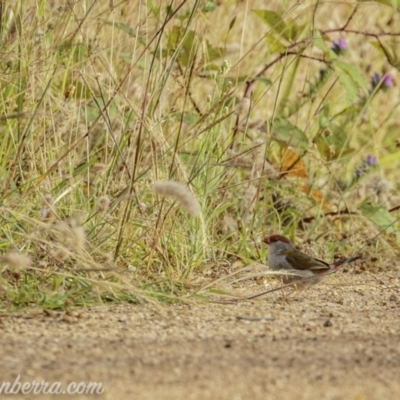 Neochmia temporalis (Red-browed Finch) at Denman Prospect, ACT - 1 Jan 2021 by BIrdsinCanberra
