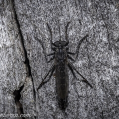 Cerdistus exilis (Robber Fly) at Denman Prospect, ACT - 2 Jan 2021 by JonSteinbeck