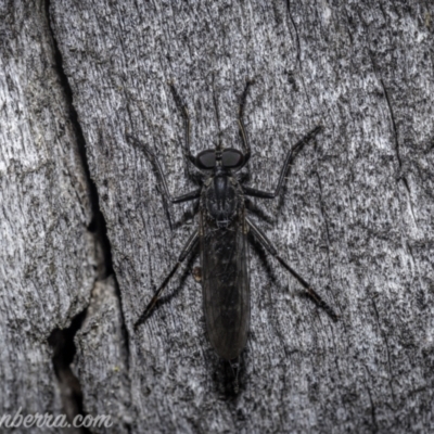 Cerdistus exilis (Robber Fly) at Denman Prospect, ACT - 2 Jan 2021 by JonSteinbeck