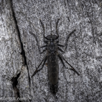 Cerdistus exilis (Robber Fly) at Denman Prospect, ACT - 2 Jan 2021 by BIrdsinCanberra