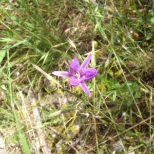 Thysanotus tuberosus subsp. tuberosus at Nangus, NSW - 9 Nov 2010