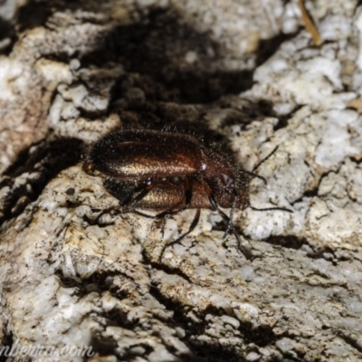 Lagriini sp. (tribe) (Unidentified lagriine darkling beetle) at Denman Prospect, ACT - 1 Jan 2021 by BIrdsinCanberra