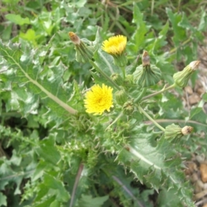 Sonchus asper at Nangus, NSW - 9 Nov 2010