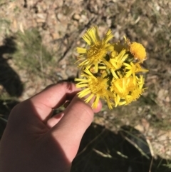 Podolepis hieracioides (Long Podolepis) at Mount Clear, ACT - 9 Jan 2021 by Tapirlord