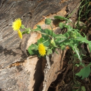 Sonchus oleraceus at Nangus, NSW - 9 Nov 2010 09:17 AM