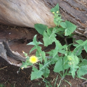 Sonchus oleraceus at Nangus, NSW - 9 Nov 2010