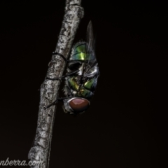 Rutilia (Chrysorutilia) sp. (genus & subgenus) (A Bristle Fly) at Stromlo, ACT - 2 Jan 2021 by BIrdsinCanberra