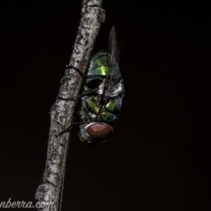 Rutilia (Chrysorutilia) sp. (genus & subgenus) at Stromlo, ACT - 2 Jan 2021