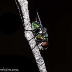 Rutilia (Chrysorutilia) sp. (genus & subgenus) at Stromlo, ACT - 2 Jan 2021