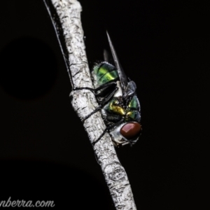 Rutilia (Chrysorutilia) sp. (genus & subgenus) at Stromlo, ACT - 2 Jan 2021