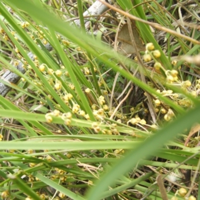 Lomandra filiformis (Wattle Mat-rush) at Nangus, NSW - 9 Nov 2010 by abread111