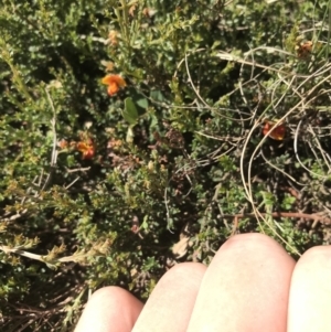 Mirbelia oxylobioides at Mount Clear, ACT - 10 Jan 2021