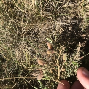 Mirbelia oxylobioides at Mount Clear, ACT - 10 Jan 2021