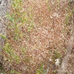 Aira elegantissima (Delicate Hairgrass) at Nangus, NSW - 9 Nov 2010 by abread111