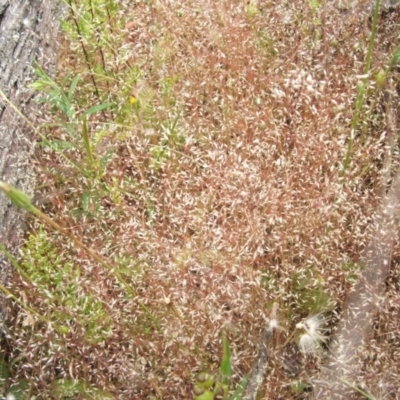 Aira elegantissima (Delicate Hairgrass) at Nangus, NSW - 9 Nov 2010 by abread111