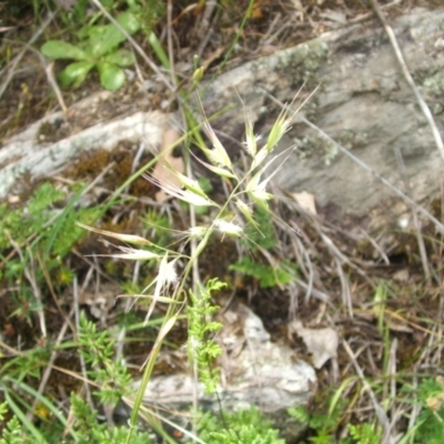 Rytidosperma (genus) (Wallaby Grass) at Nangus, NSW - 9 Nov 2010 by abread111