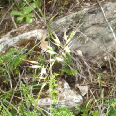 Rytidosperma sp. (Wallaby Grass) at Nangus, NSW - 9 Nov 2010 by abread111