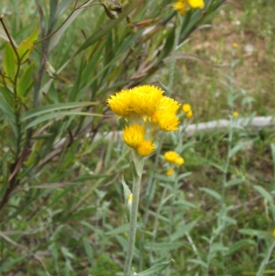 Chrysocephalum apiculatum (Common Everlasting) at Nangus, NSW - 9 Nov 2010 by abread111