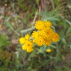 Chrysocephalum apiculatum at Nangus, NSW - 9 Nov 2010