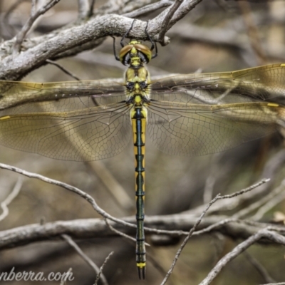 Hemicordulia tau (Tau Emerald) at Stromlo, ACT - 1 Jan 2021 by BIrdsinCanberra