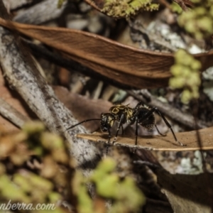 Polyrhachis semiaurata at Stromlo, ACT - 2 Jan 2021 08:13 AM