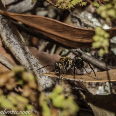 Polyrhachis semiaurata (A golden spiny ant) at Stromlo, ACT - 1 Jan 2021 by BIrdsinCanberra