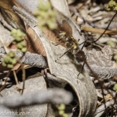 Polyrhachis semiaurata at Stromlo, ACT - 2 Jan 2021 08:13 AM